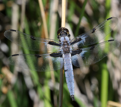 Libellula nodisticta