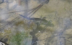Ambystoma opacum