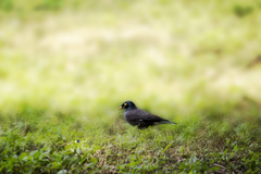 Acridotheres tristis