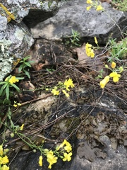 Physaria filiformis