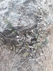 Cheilanthes hypoleuca