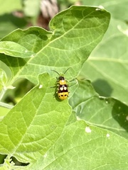 Paranapiacaba connexa