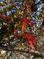 Tristerix corymbosus