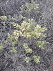 Baccharis macraei