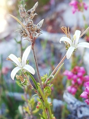 Wahlenbergia axillaris