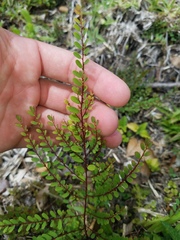 Phyllanthus caroliniensis