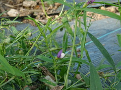 Vicia bithynica