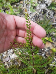 Phyllanthus caroliniensis