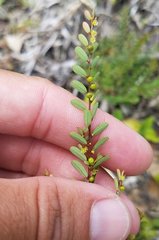 Phyllanthus caroliniensis