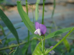 Vicia bithynica