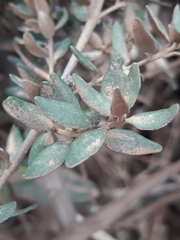 Myrceugenia rufa