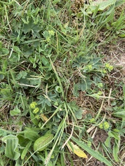 Alchemilla filicaulis vestita