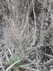 Myrceugenia rufa