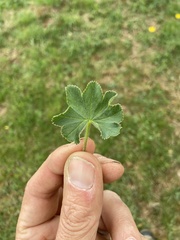 Alchemilla filicaulis vestita