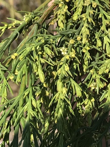 Image of Thesium foliosum by (c) Ren Hoekstra, some rights reserved (CC BY)