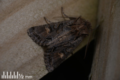Ichneutica insignis