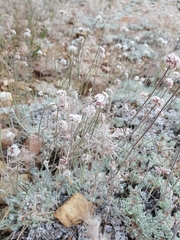 Eriogonum kennedyi