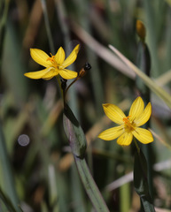 Sisyrinchium longipes