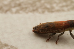 Lixus scabricollis