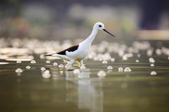 Himantopus himantopus