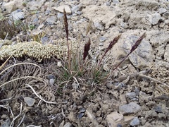 Agrostis tolucensis (Agrostis tolucensis)