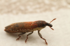 Lixus scabricollis