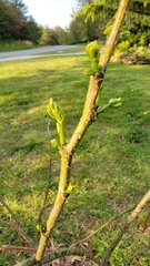 Albizia julibrissin julibrissin