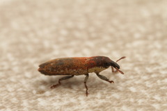 Lixus scabricollis