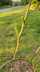 Albizia julibrissin julibrissin