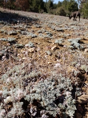 Eriogonum kennedyi austromontanum