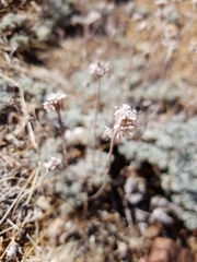 Eriogonum kennedyi austromontanum