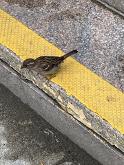 Passer domesticus