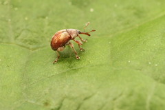 Corimalia