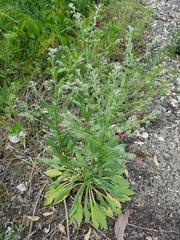 Cynoglossum officinale