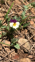 Viola hallii