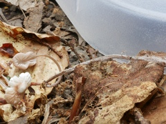 Marasmiellus praeacutus