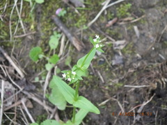 Valerianella chenopodifolia