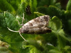 Lobesia abscisana