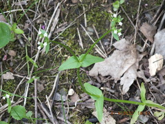 Valerianella chenopodifolia