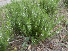 Teucrium cubense