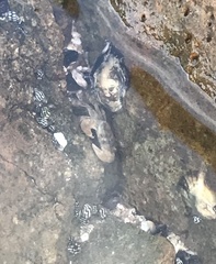 Pachygrapsus crassipes