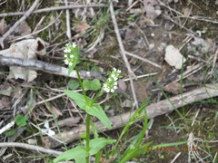 Valerianella chenopodifolia
