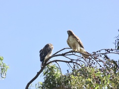 Buteo jamaicensis