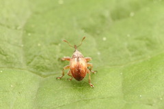 Corimalia