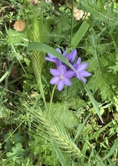 Dichelostemma congestum