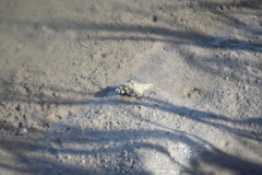 Cymatiidae