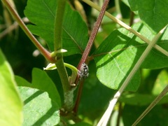 Phidippus carolinensis