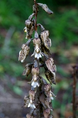 Gastrodia molloyi