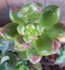 Sedum lucidum