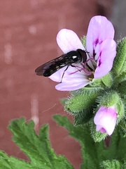 Platycheirus trichopus